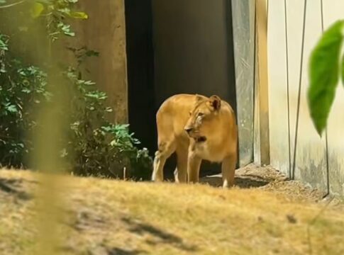 leoa-que-matou-jovem-em-zoo-na-paraiba-volta-a-jaula-apos-recuperacao