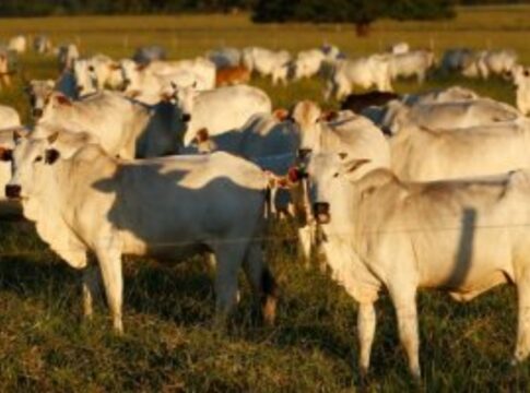exportacao-de-carne-bovina-para-os-eua-cai-58%-em-novembro,-diz-midc