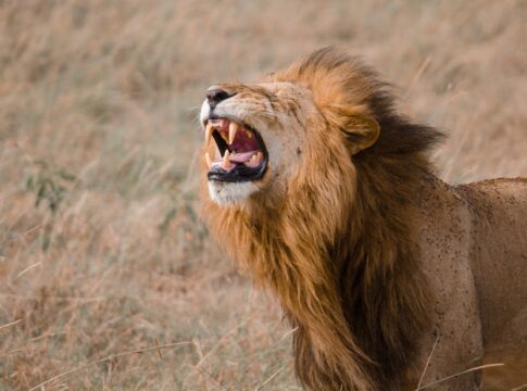estudo:-rugidos-dos-leoes-podem-ser-unicos,-como-impressoes-digitais