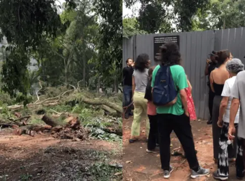 justica-proibe-derrubada-de-bosque-em-sp,-mas-nao-salva-nenhuma-arvore