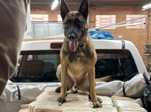 conheca-o-cachorro-que-ajudou-a-pf-a-derrubar-imperio-da-cocaina-em-sc