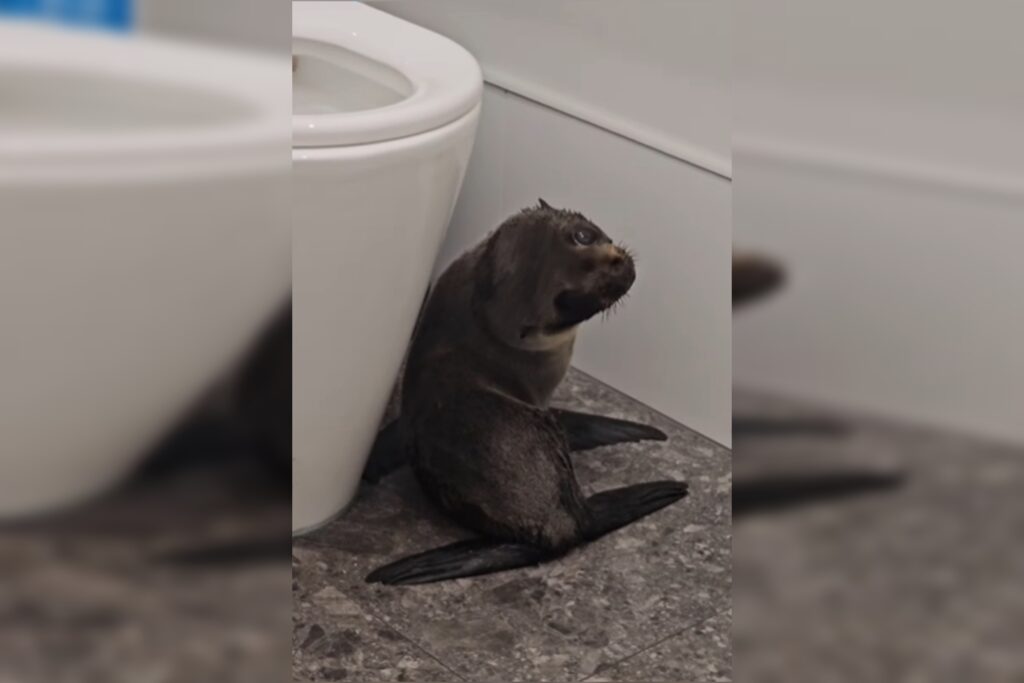 visita-inusitada:-filhote-de-foca-invade-bar-e-surpreende-clientes