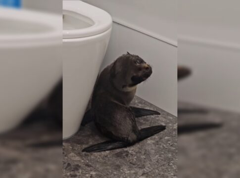 visita-inusitada:-filhote-de-foca-invade-bar-e-surpreende-clientes