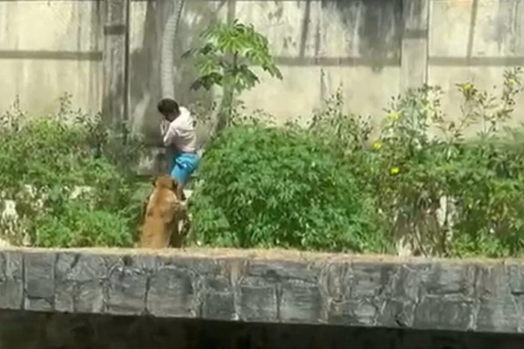 morte-em-zoo:-pcpb-diz-que-recinto-de-leoa-seguia-norma-de-seguranca