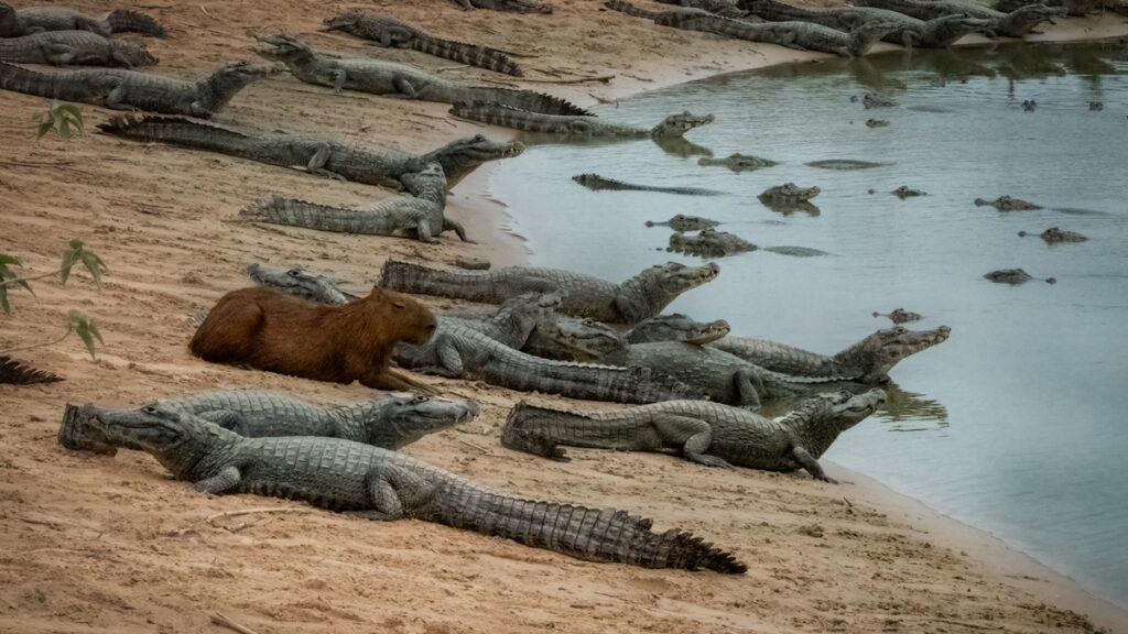 fora-da-dieta:-o-porque-dos-jacares-nao-se-alimentarem-das-capivaras