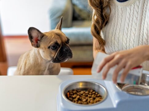 seu-pet-nao-quer-comer-a-racao?-entenda-os-motivos-e-o-que-fazer
