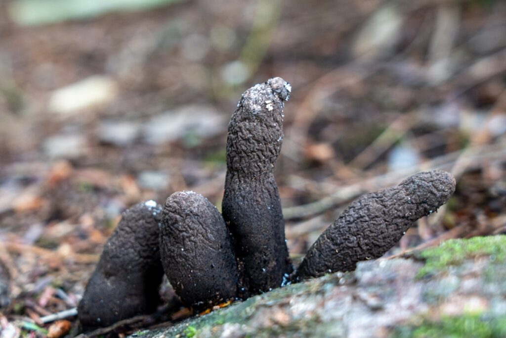 dedos-de-morto:-conheca-fungo-estranho-que-cresce-em-madeiras-podres