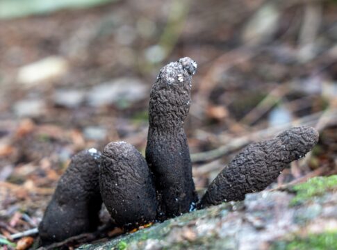 dedos-de-morto:-conheca-fungo-estranho-que-cresce-em-madeiras-podres