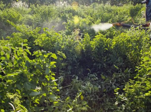 agrotoxicos-atingem-populacao-ja-em-vulnerabilidade,-diz-especialista