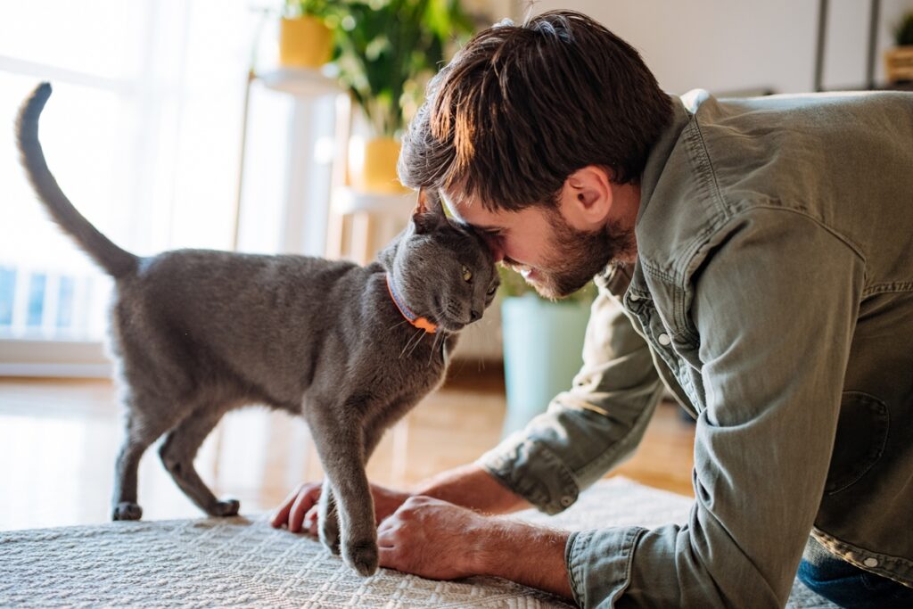 entenda-porque-gatos-miam-mais-para-os-homens