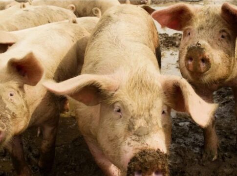 espanha-investiga-5-laboratorios-por-possivel-vazamento-de-peste-suina