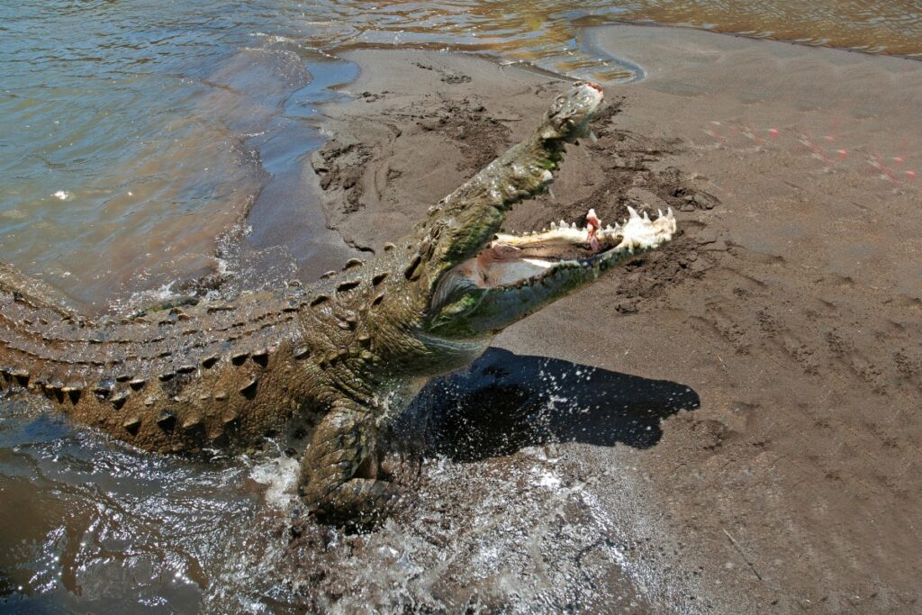 quais-sao-os-8-animais-que-mais-matam-humanos?-lista-surpreende