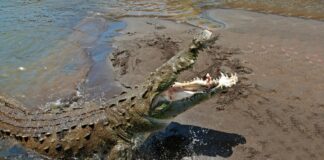 quais-sao-os-8-animais-que-mais-matam-humanos?-lista-surpreende