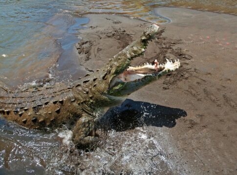 quais-sao-os-8-animais-que-mais-matam-humanos?-lista-surpreende