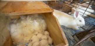 pesquisadores-criam-ordenha-inedita-e-produzem-1o-leite-de-coelha