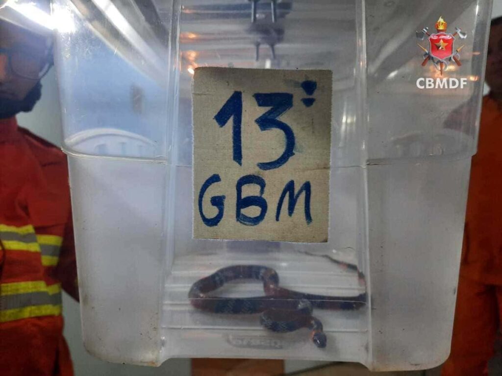 cobra-coral-e-capturada-dentro-de-casa-no-df-e-devolvida-a-natureza