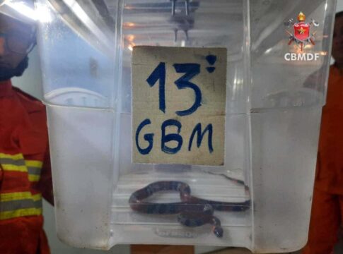 cobra-coral-e-capturada-dentro-de-casa-no-df-e-devolvida-a-natureza