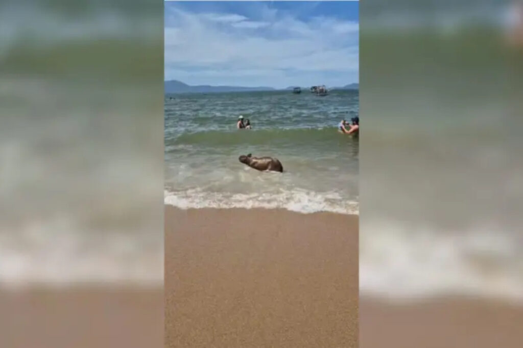 capivara-e-flagrada-tomando-banho-de-mar-e-encanta-turistas-em-sc