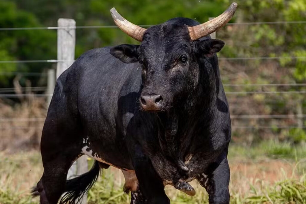 falsos-policiais-invadem-fazenda-e-tentam-levar-vaca,-bezerro-e-touro