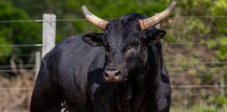 falsos-policiais-invadem-fazenda-e-tentam-levar-vaca,-bezerro-e-touro