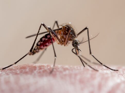 infectologistas-explicam-como-reconhecer-os-sintomas-da-dengue