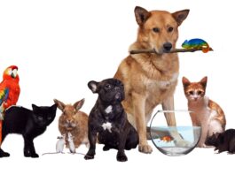 a-casa-virou-zoo?-como-manter-a-higiene-e-o-bem-estar-dos-pets