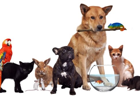 a-casa-virou-zoo?-como-manter-a-higiene-e-o-bem-estar-dos-pets