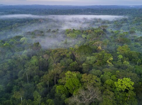 arco-da-restauracao-mobiliza-r$-2,4-bilhoes-para-acoes-na-amazonia