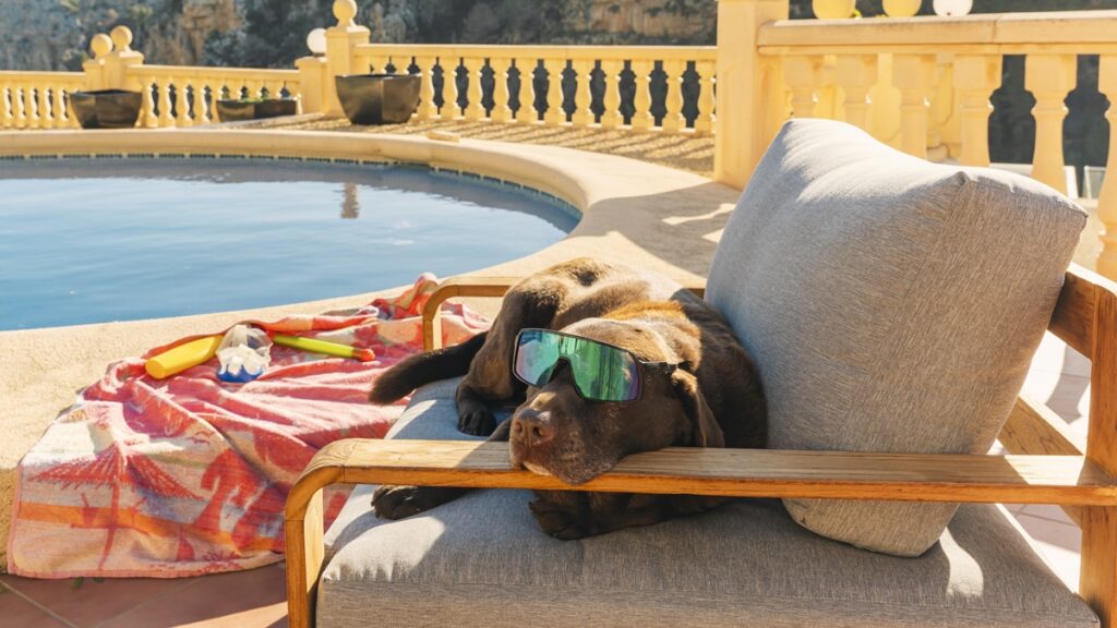 vai-viajar-com-o-pet?-descubra-o-que-nao-pode-faltar-de-jeito-nenhum