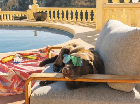 vai-viajar-com-o-pet?-descubra-o-que-nao-pode-faltar-de-jeito-nenhum