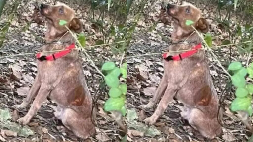 criancas-ouvem-choro-e-salvam-cao-acorrentado-em-mata