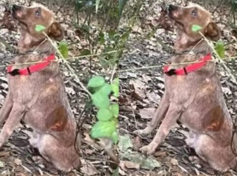 criancas-ouvem-choro-e-salvam-cao-acorrentado-em-mata