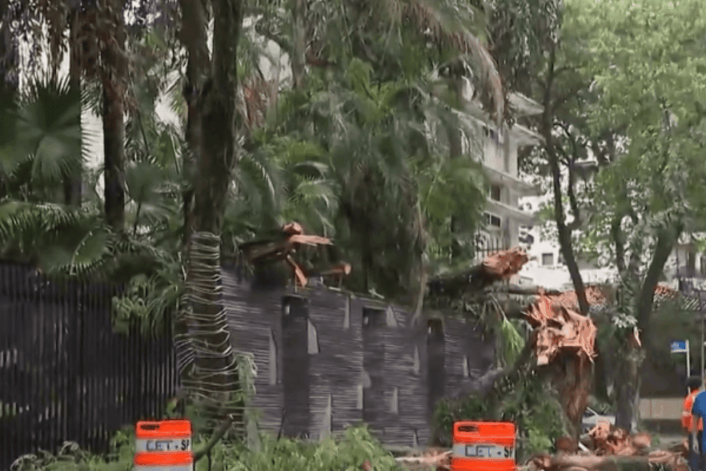 chuva-e-rajadas-de-vento-ja-derrubaram-pelo-menos-49-arvores-nesta-3°