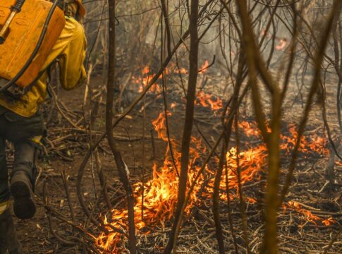 governo-lanca-painel-inedito-para-rastrear-gastos-ambientais