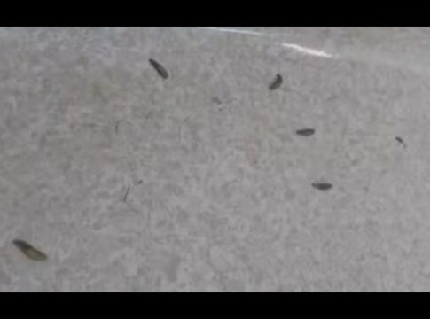 ala-de-hospital-de-sp-e-interditada-apos-larvas-aparecerem-no-chao