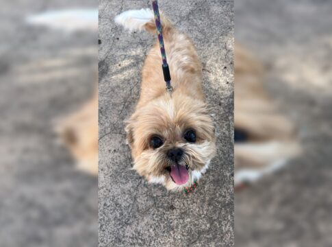 cao-volta-sangrando-apos-banho-em-pet-shop-do-df;-policia-investiga