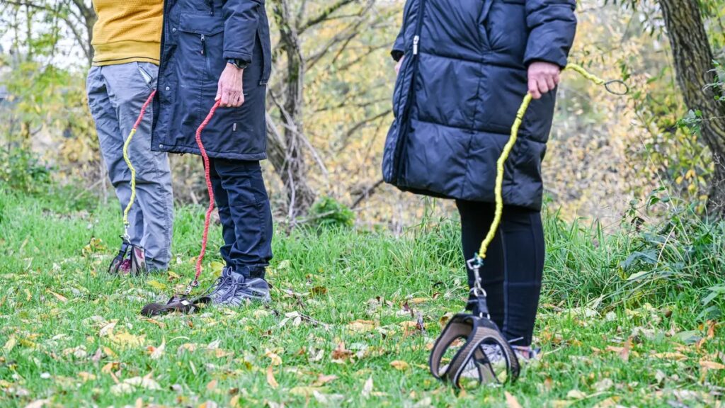 entenda-o-hobby-dogging:-pratica-de-passear-com-caes-invisiveis