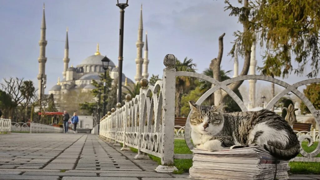 donos-da-rua:-descubra-a-cidade-que-abriga-mais-de-250-mil-gatos