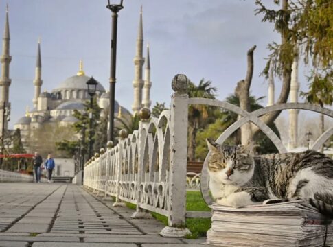 donos-da-rua:-descubra-a-cidade-que-abriga-mais-de-250-mil-gatos