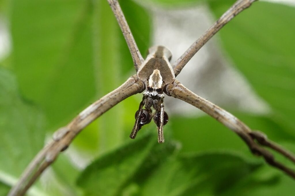 foto-premiada-revela-segredo-curioso-em-ataque-de-aranha-australiana