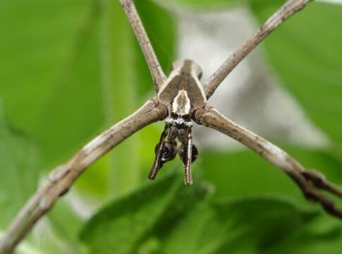 foto-premiada-revela-segredo-curioso-em-ataque-de-aranha-australiana