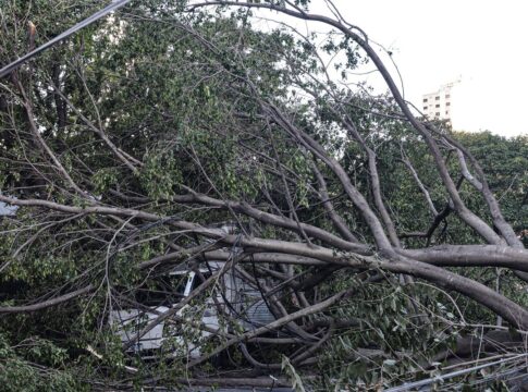 defesa-civil-de-sp-recebe-514-chamados-por-quedas-de-arvores