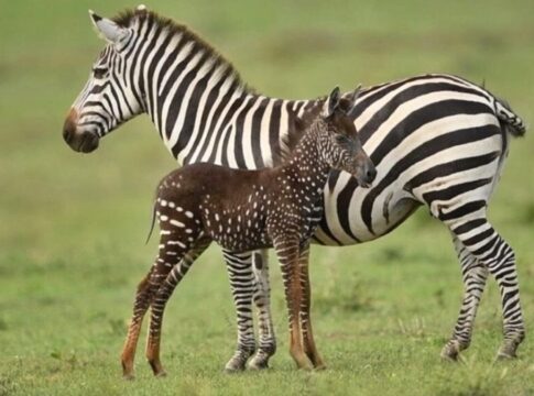 bolinhas-estao-na-moda?-zebra-chama-atencao-por-visual-diferenciado