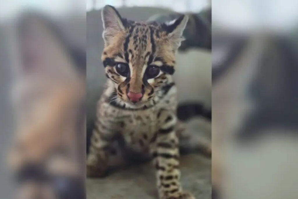 jaguatirica-mantida-como-pet-e-resgatada-pela-policia-em-sc