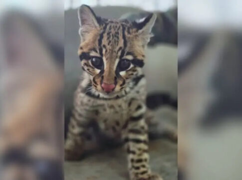 jaguatirica-mantida-como-pet-e-resgatada-pela-policia-em-sc