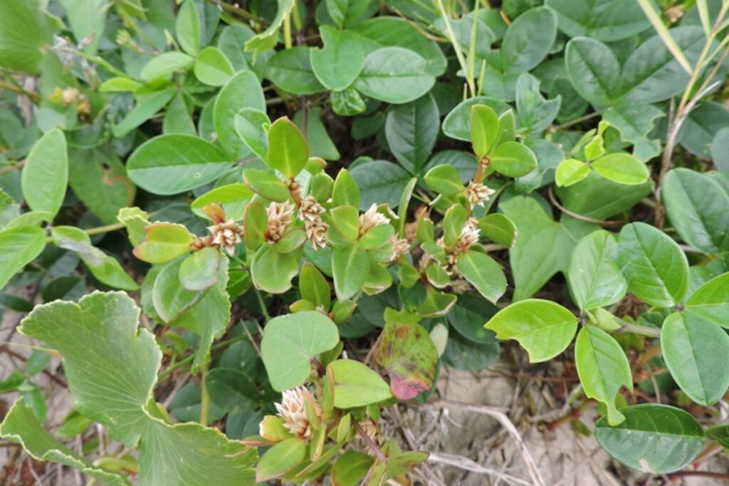 pesquisa-brasileira-confirma-acao-anti-inflamatoria-de-planta-popular