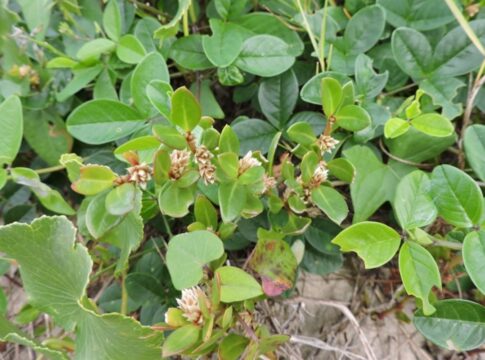 pesquisa-brasileira-confirma-acao-anti-inflamatoria-de-planta-popular