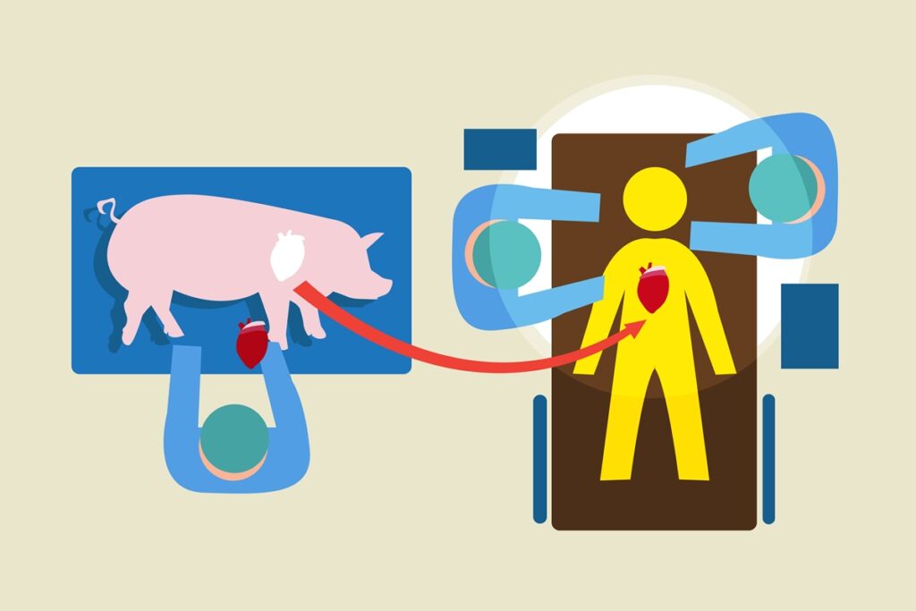 por-que-e-aceitavel-usar-orgaos-de-porcos-em-pessoas,-mas-nao-o-oposto