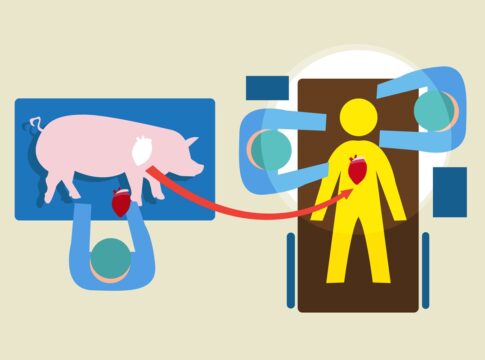 por-que-e-aceitavel-usar-orgaos-de-porcos-em-pessoas,-mas-nao-o-oposto