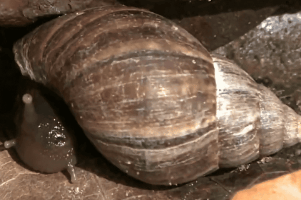 caramujos:-como-identificar-e-manter-os-perigosos-longe-de-casa